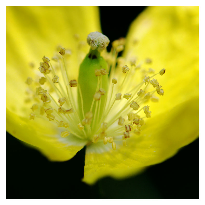 Gelber-Hornmohn